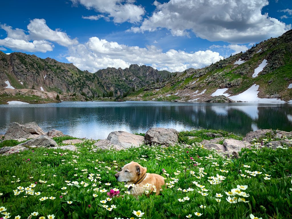 hiking dog