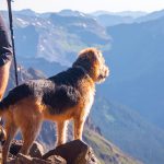 adventure-dog-dirtbagdreams.com