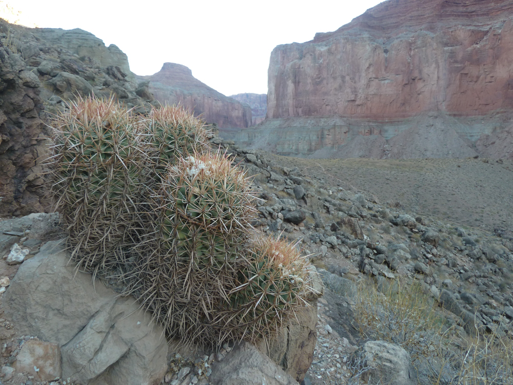 so-you-want-to-raft-the-grand-canyon-dirtbagdreams.com