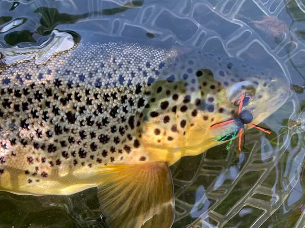 so-you-want-to-fly-fish-dirtbagdreams.com
