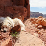 crag-dogs-dirtbagdreams.com