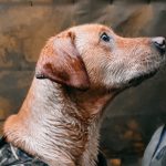 primed-prepped-waterfowl-thelink