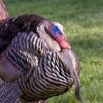 turkey-hunting-101-thelink