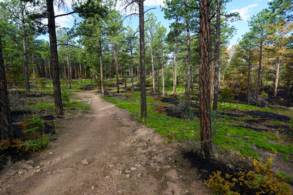 ode-to-the-trees-the-link