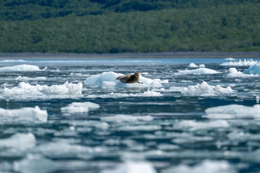 sea-kayak-the-link