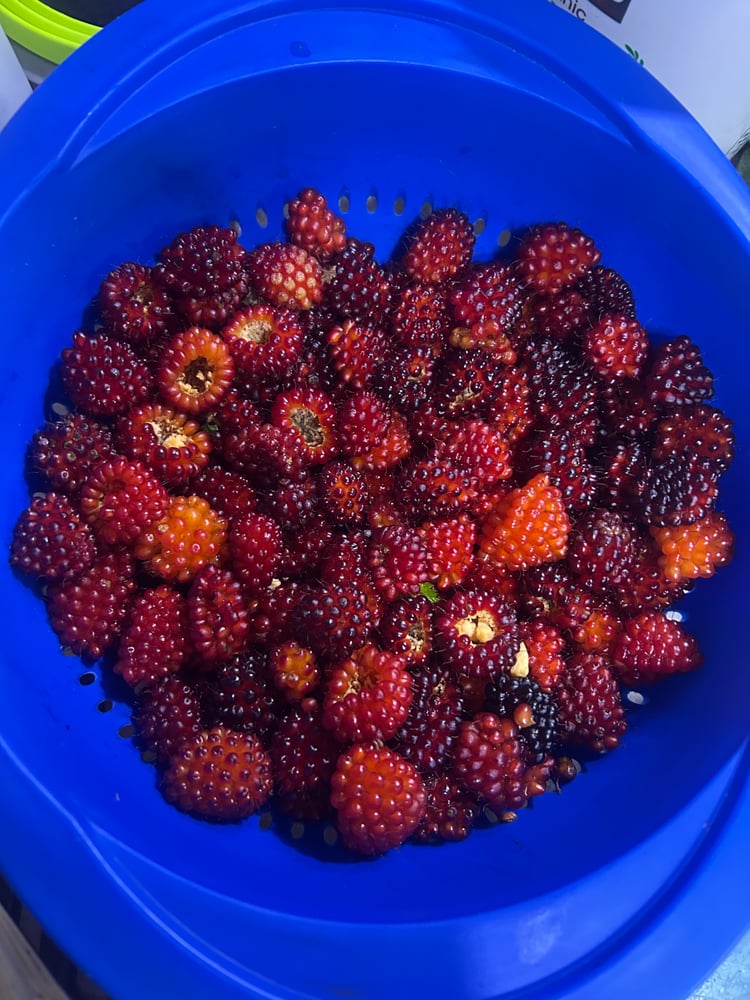 foraging-dos-and-donts-the-link