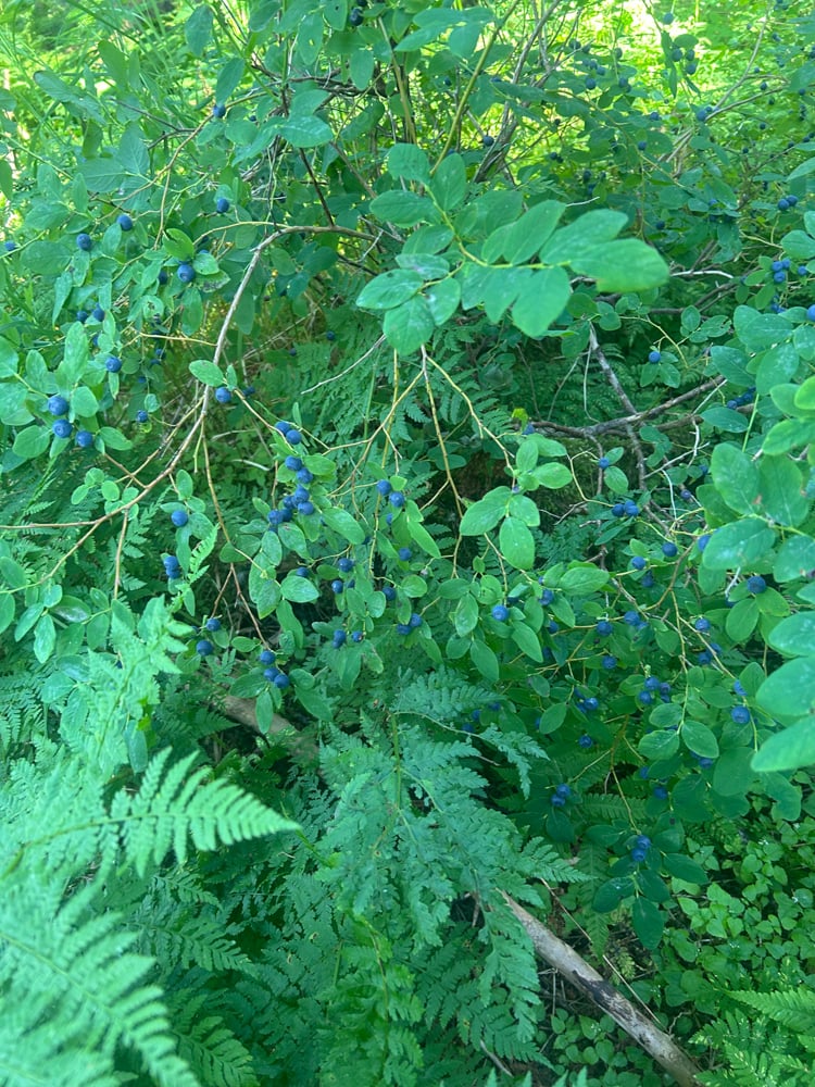 foraging-dos-and-donts-the-link