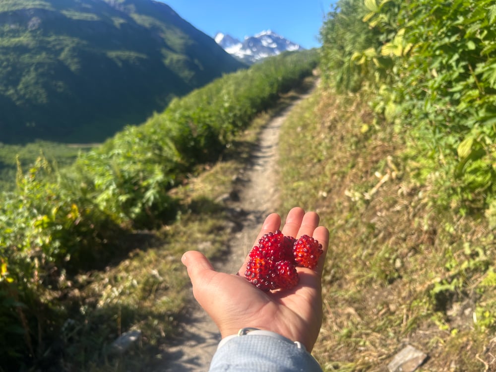 foraging-dos-and-donts-the-link