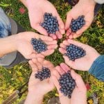 foraging-dos-and-donts-the-link