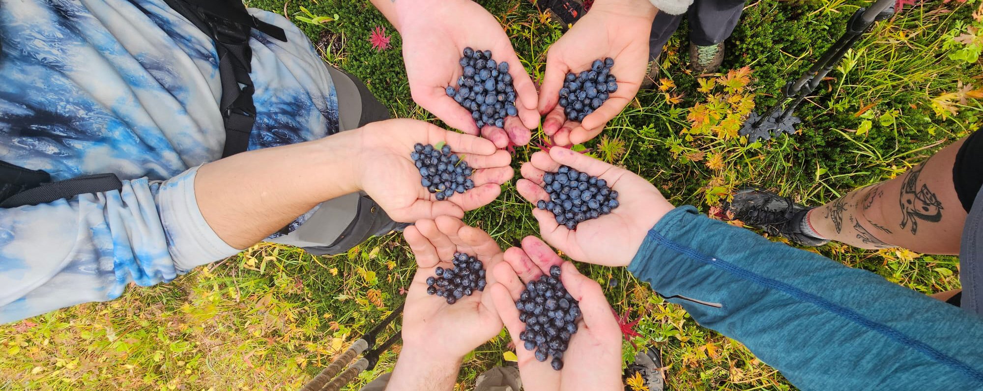 foraging-dos-and-donts-the-link