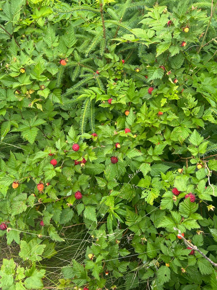 foraging-dos-and-donts-the-link