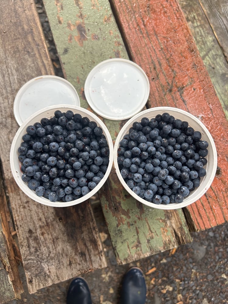 foraging-dos-and-donts-the-link