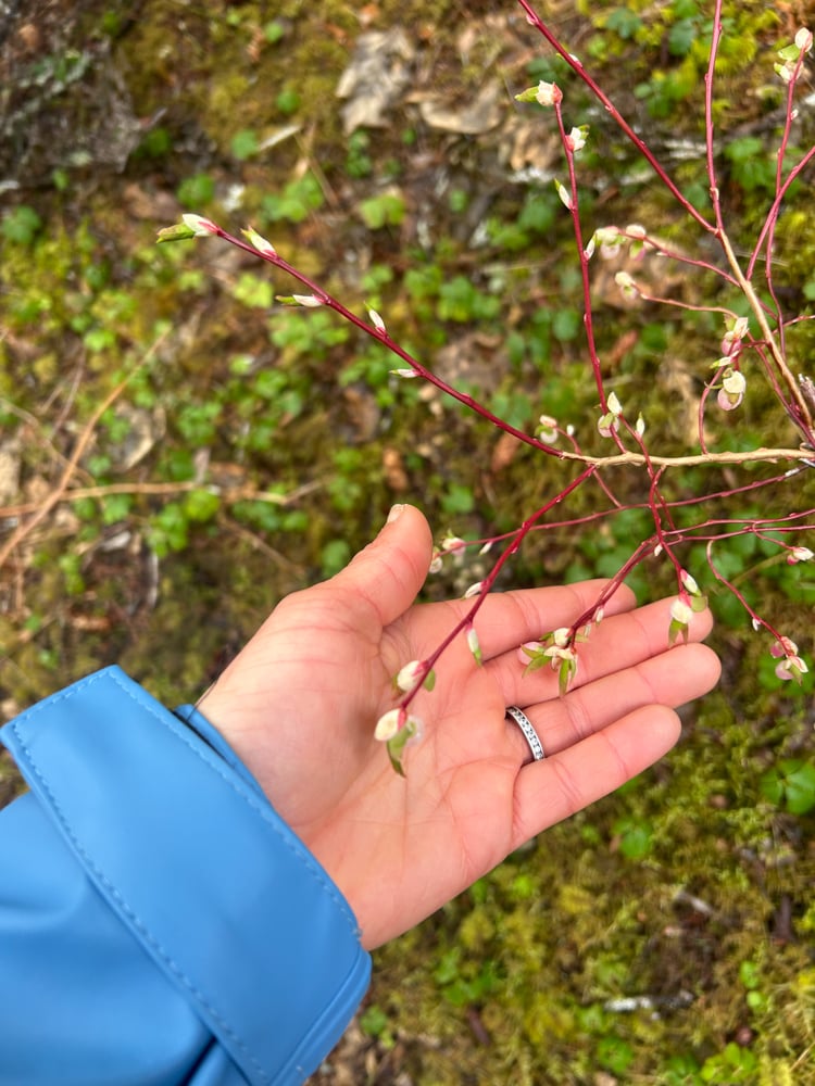foraging-dos-and-donts-the-link