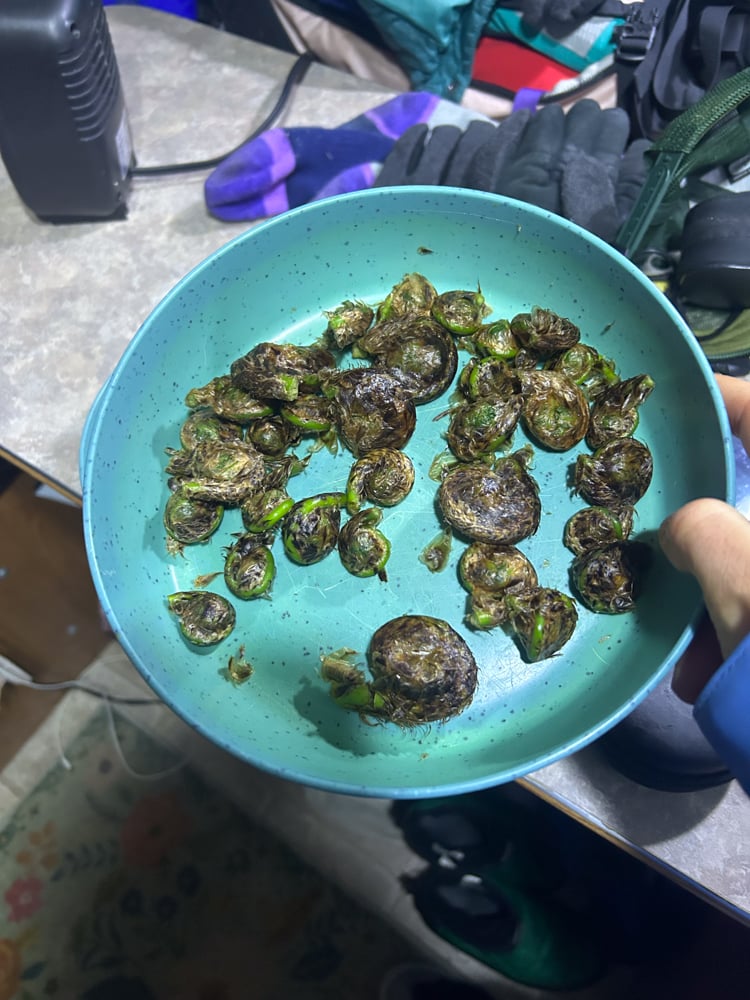 foraging-dos-and-donts-the-link