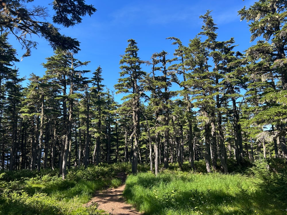 foraging-dos-and-donts-the-link