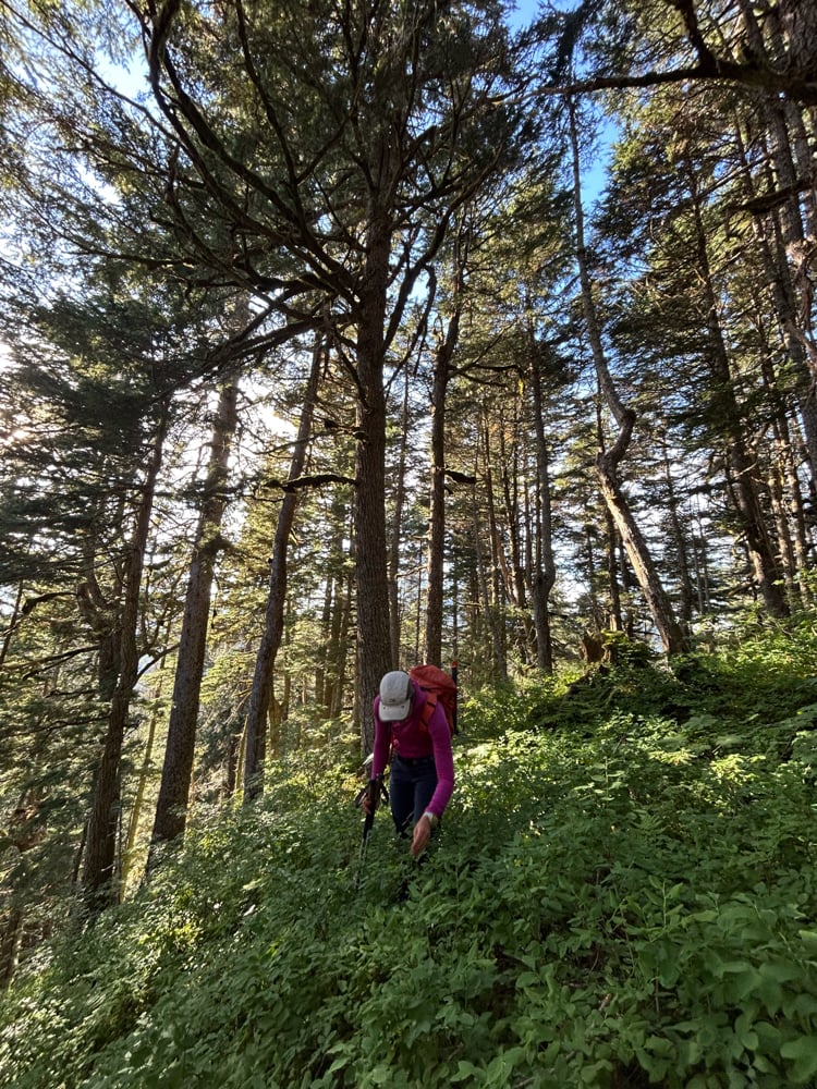 foraging-dos-and-donts-the-link