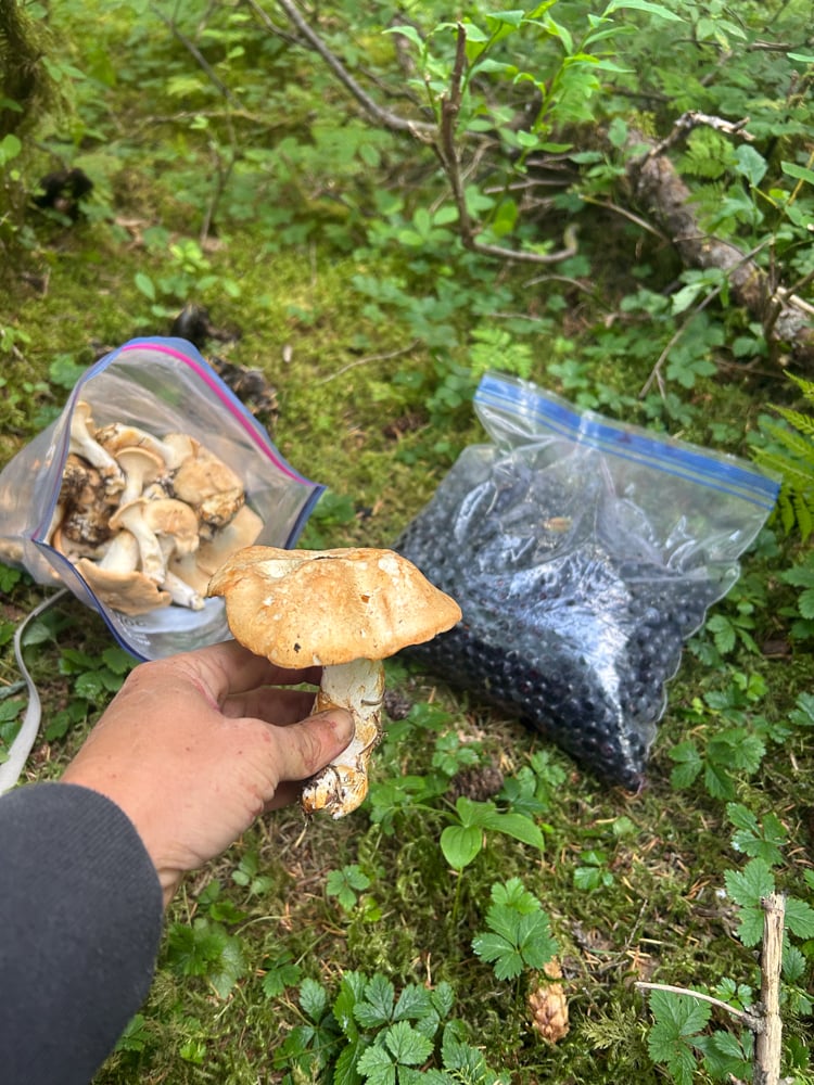 foraging-dos-and-donts-the-link