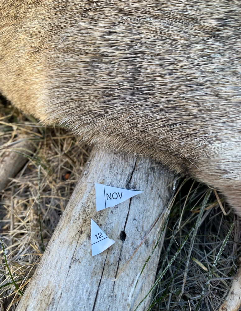 adult onset hunter the link