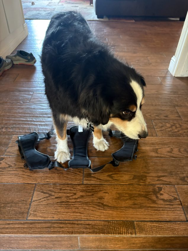 ProView - Thule Cappy Dog Harness Review - The Link - Gear Reviews