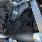 thule-cappy-dog-harness-the-link