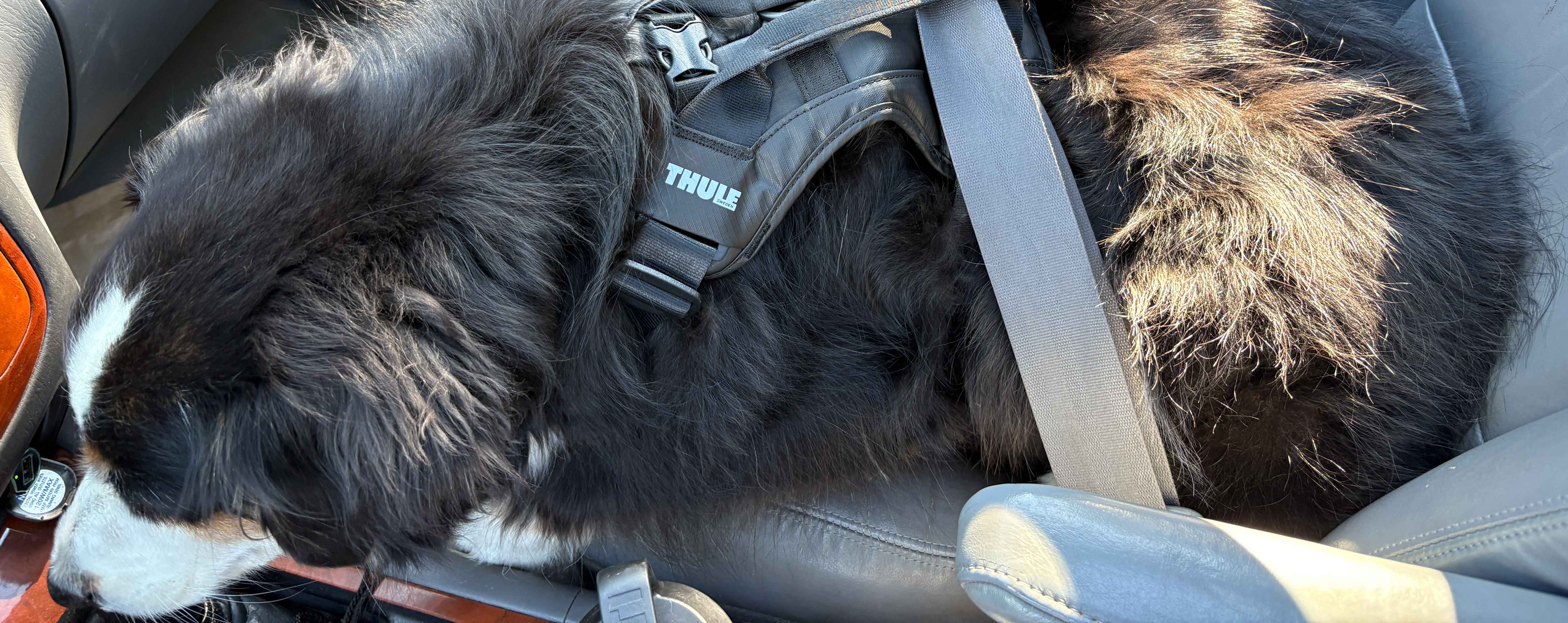 thule-cappy-dog-harness-the-link
