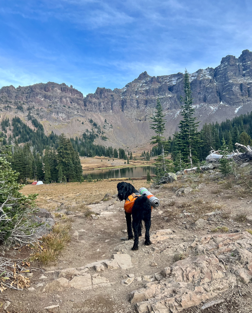 A Guide to Outdoor Adventures With Your Canine Companion The Link--3