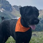 A Guide to Outdoor Adventures With Your Canine Companion The Link--3