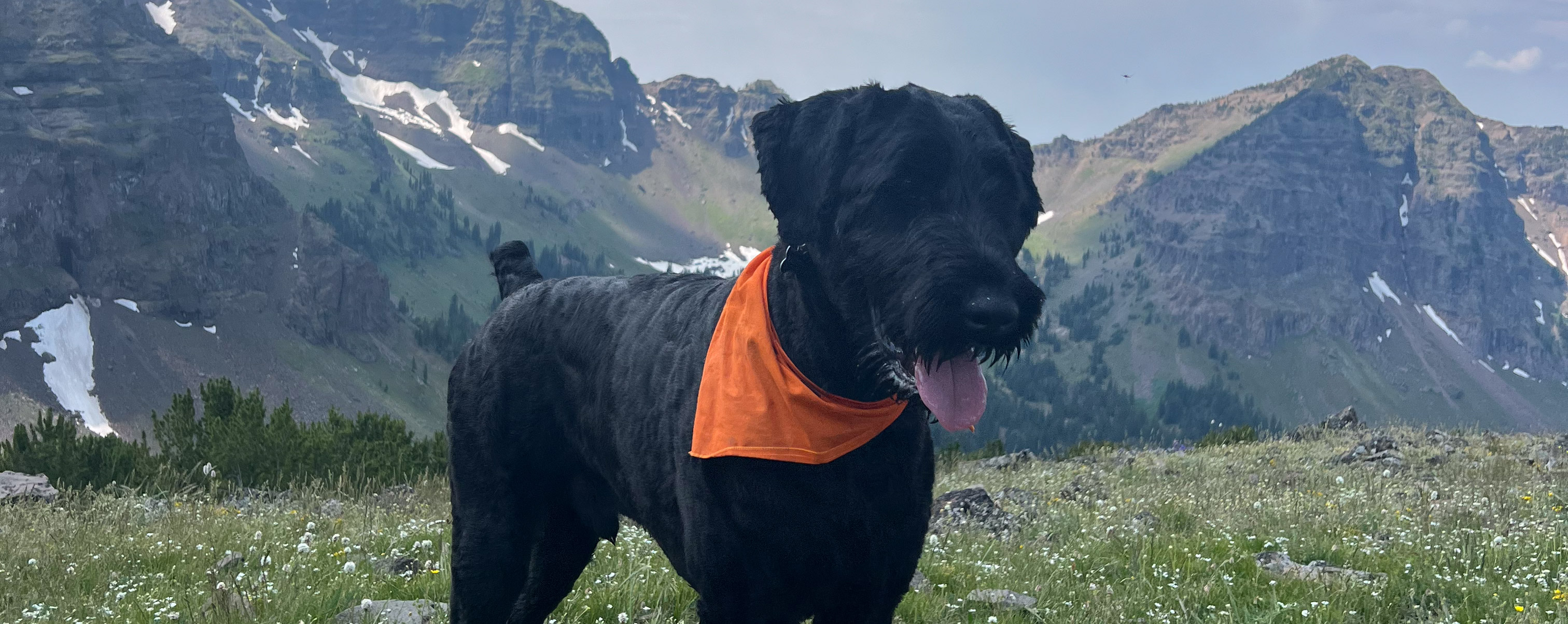 A Guide to Outdoor Adventures With Your Canine Companion The Link--3