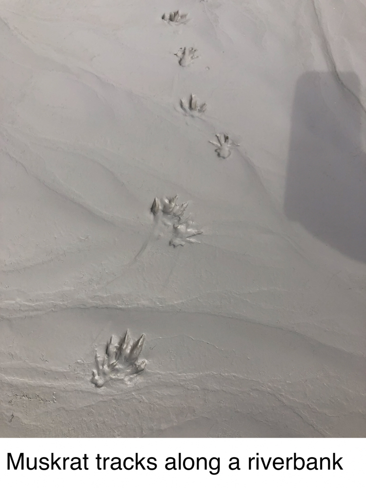 animal-track-101-the-link