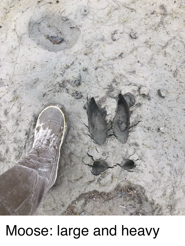 animal-track-101-the-link