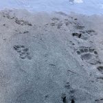 animal-track-101-the-link