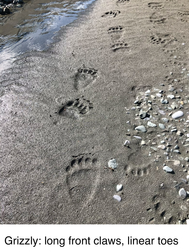 animal-track-101-the-link
