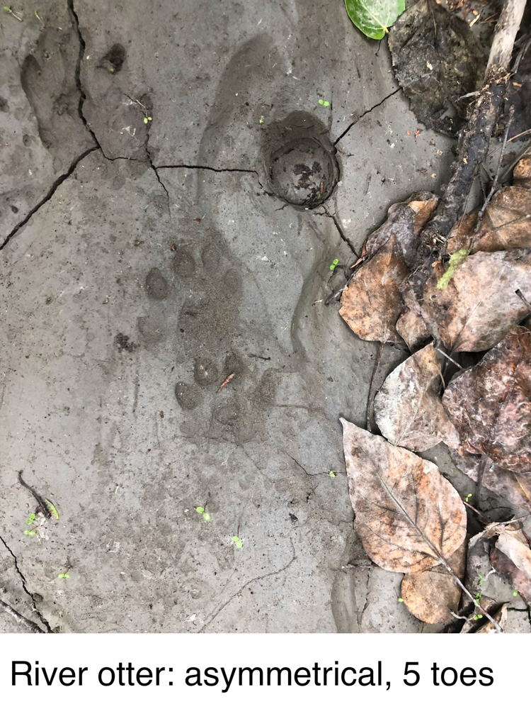 animal-track-101-the-link
