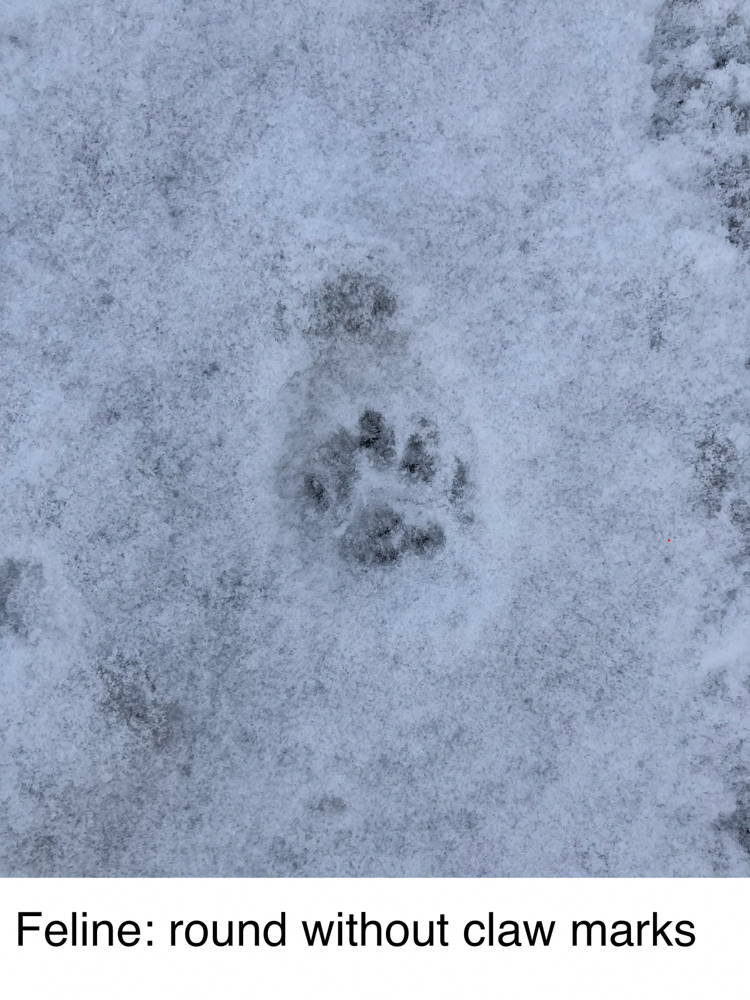 animal-track-101-the-link