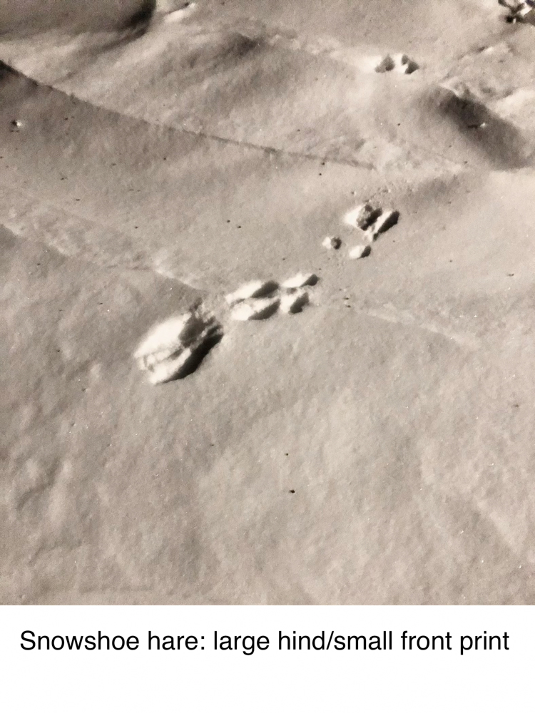 animal-track-101-the-link