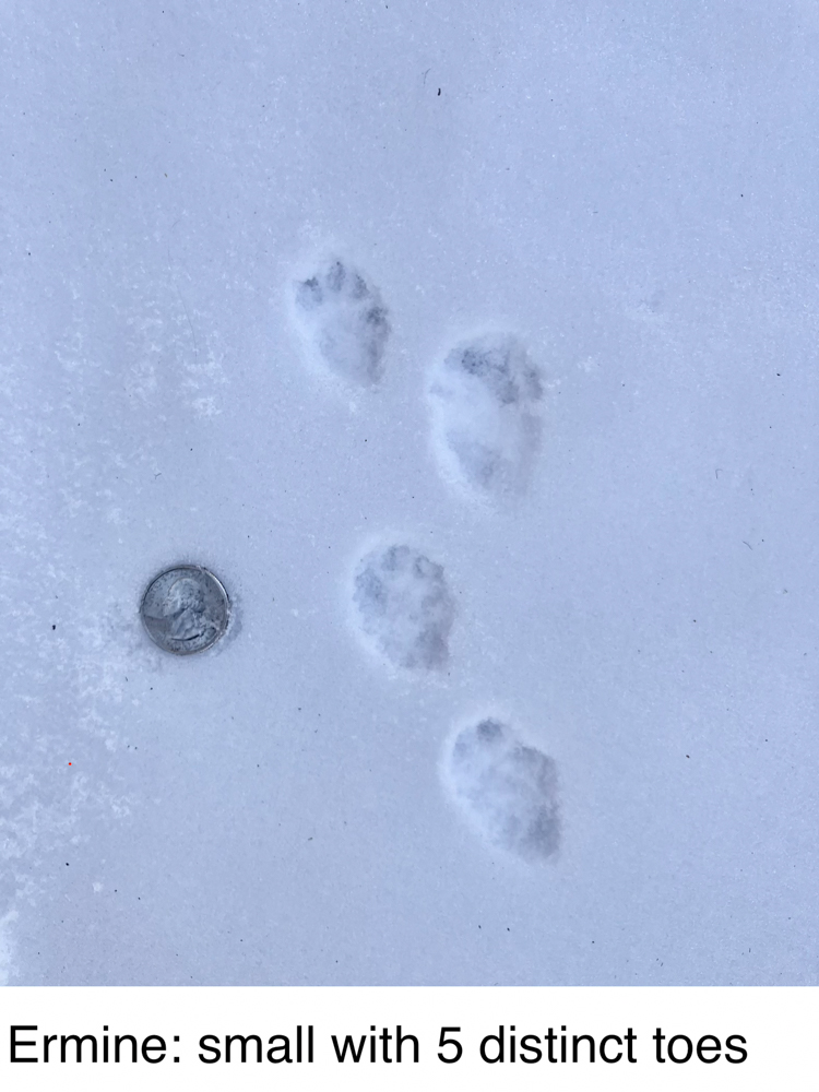 animal-track-101-the-link