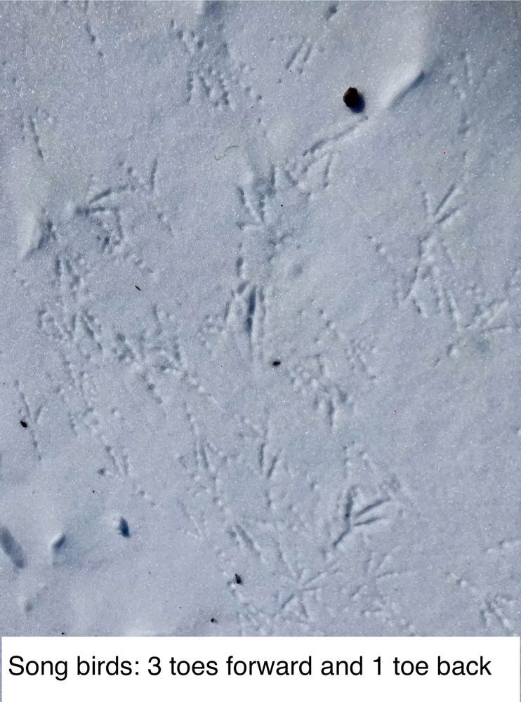 animal-track-101-the-link