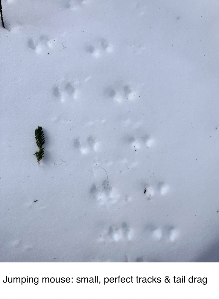 animal-track-101-the-link