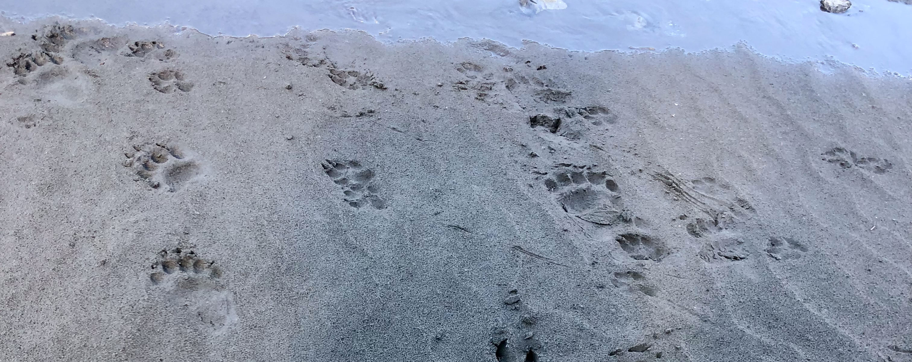 animal-track-101-the-link