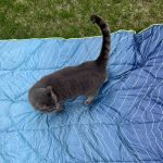 Rumpl Backcountry Puffy Blanket Review