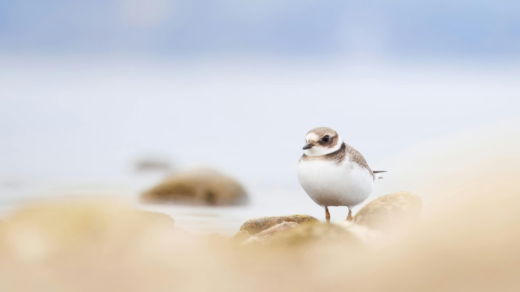 Wildlife Rules You Need to Know Before Your Next Public Lands Trip4