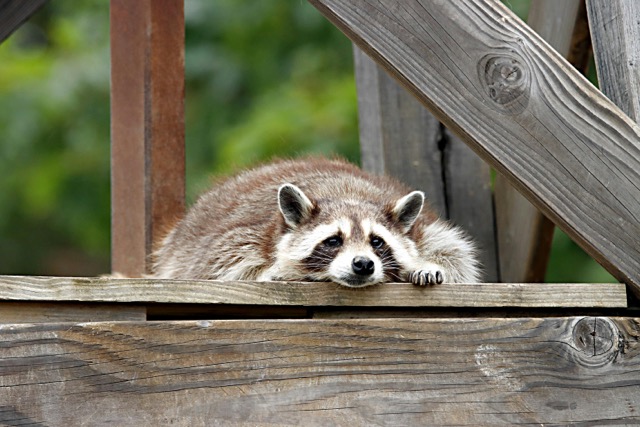 Wildlife Rules You Need to Know Before Your Next Public Lands Trip4