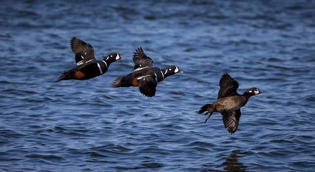 Harlequin Duck the link