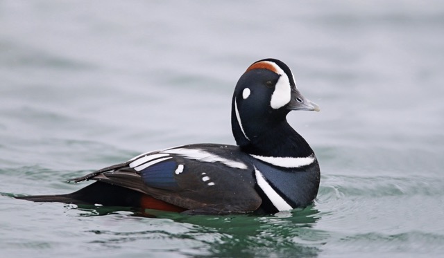 Harlequin Duck the link