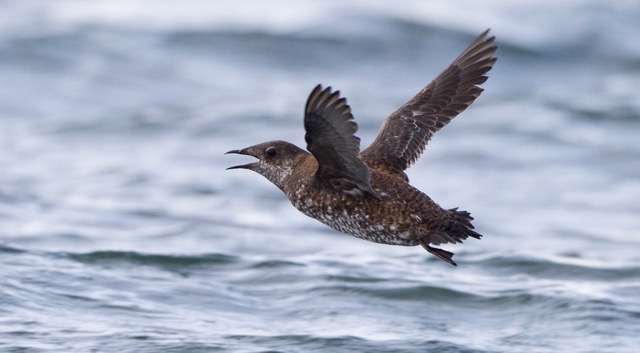 Marbled Murrelet the link
