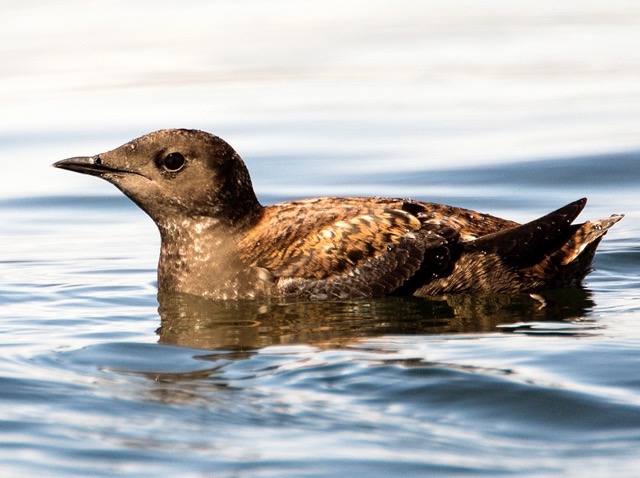 Marbled Murrelet the link