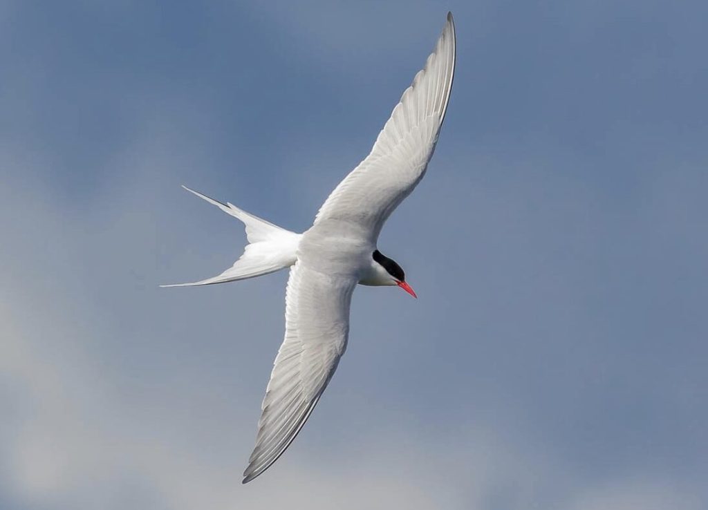 artic tern the link