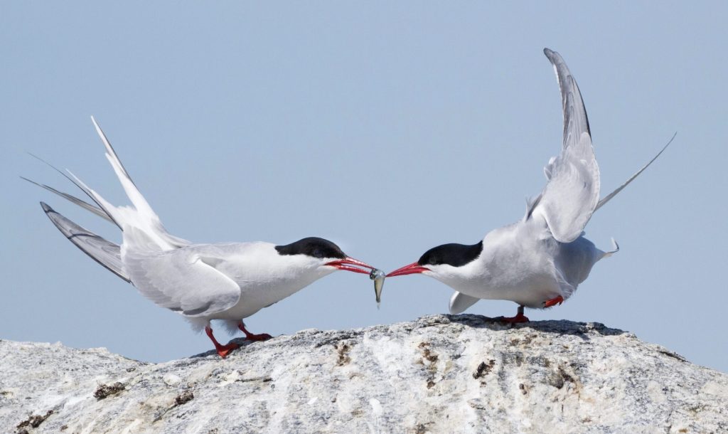 artic tern the link