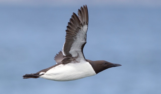 common murre birds of alaska the link
