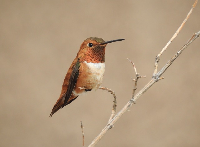 hummingbird the link
